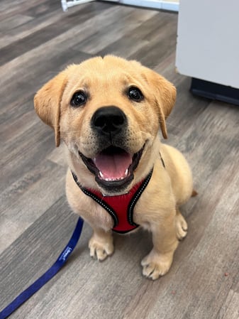 Images VCA Green Animal Hospital