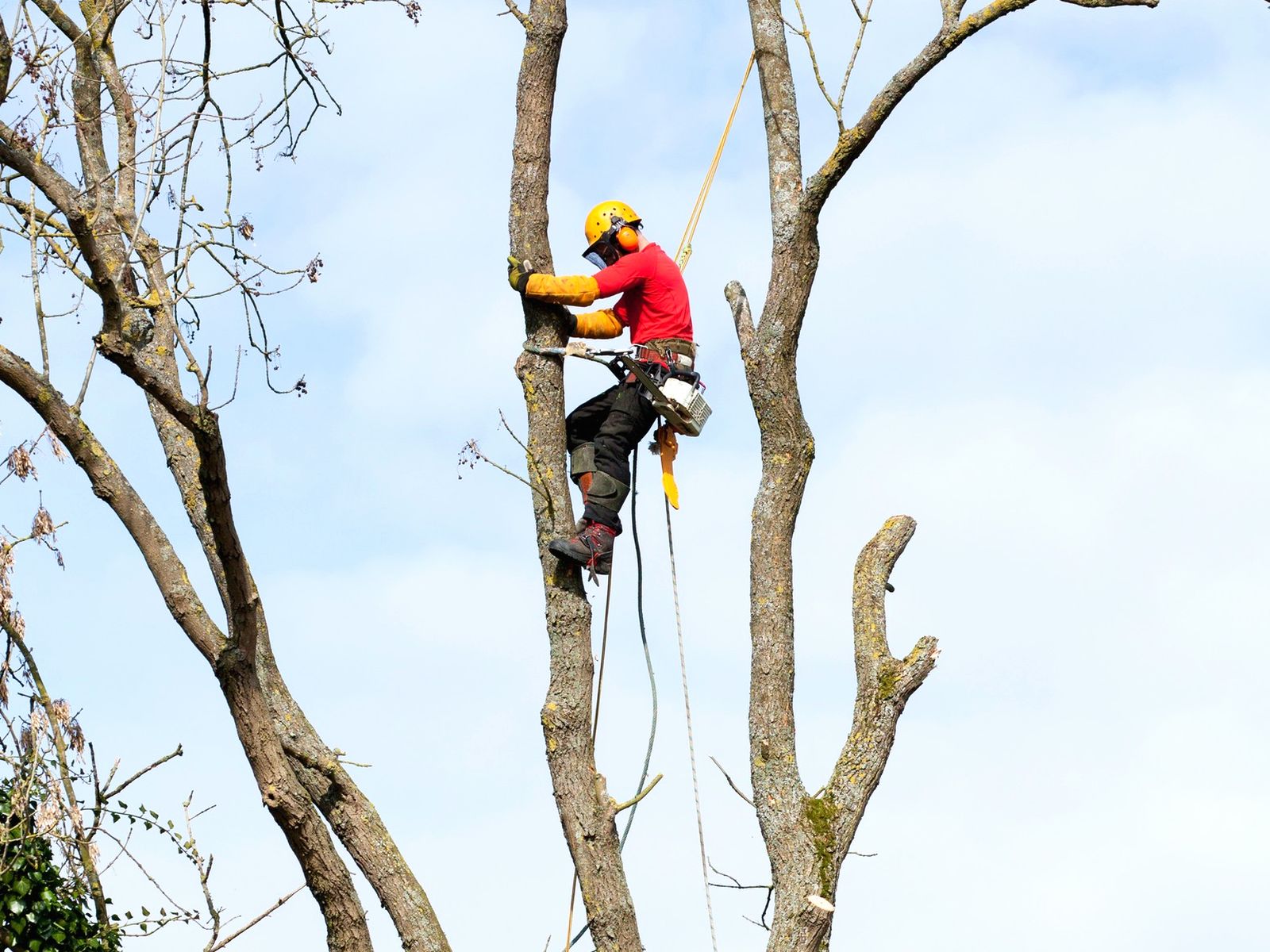 Apple Tree Services LLC