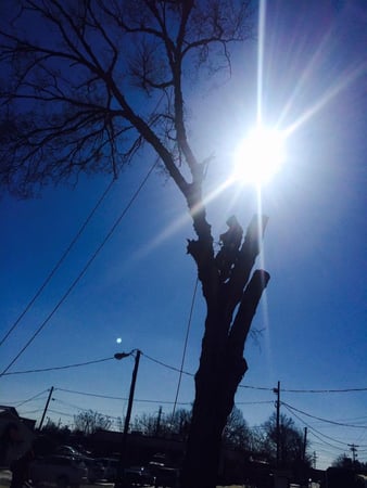 Images God's Way Tree Service