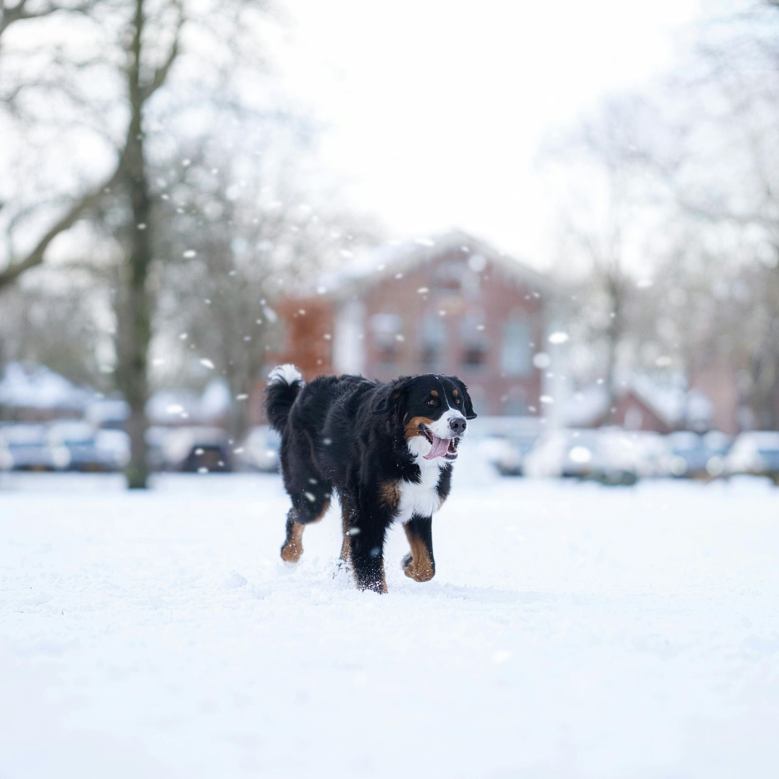 Bernese mountain dog walks happily through fresh snow, illustrating outdoor winter conditions where regular pet waste removal helps maintain clean residential yards despite changing seasonal weather throughout the year consistently.