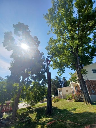 Images Rojas Chops Tree Service LLC