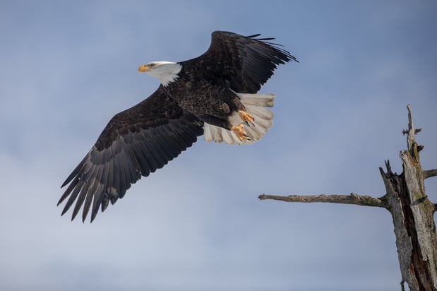 Images Alaska Wildlife Conservation Center