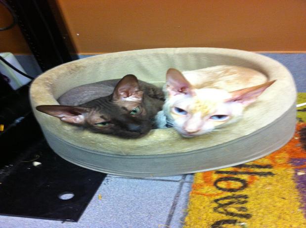 Images Wilton Manors Animal Hospital