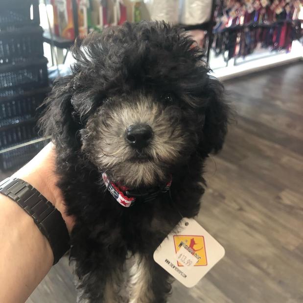 Images Woof Gang Bakery and Grooming Sugar Land