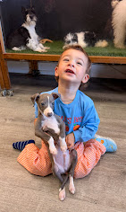 Puppies Direct Image