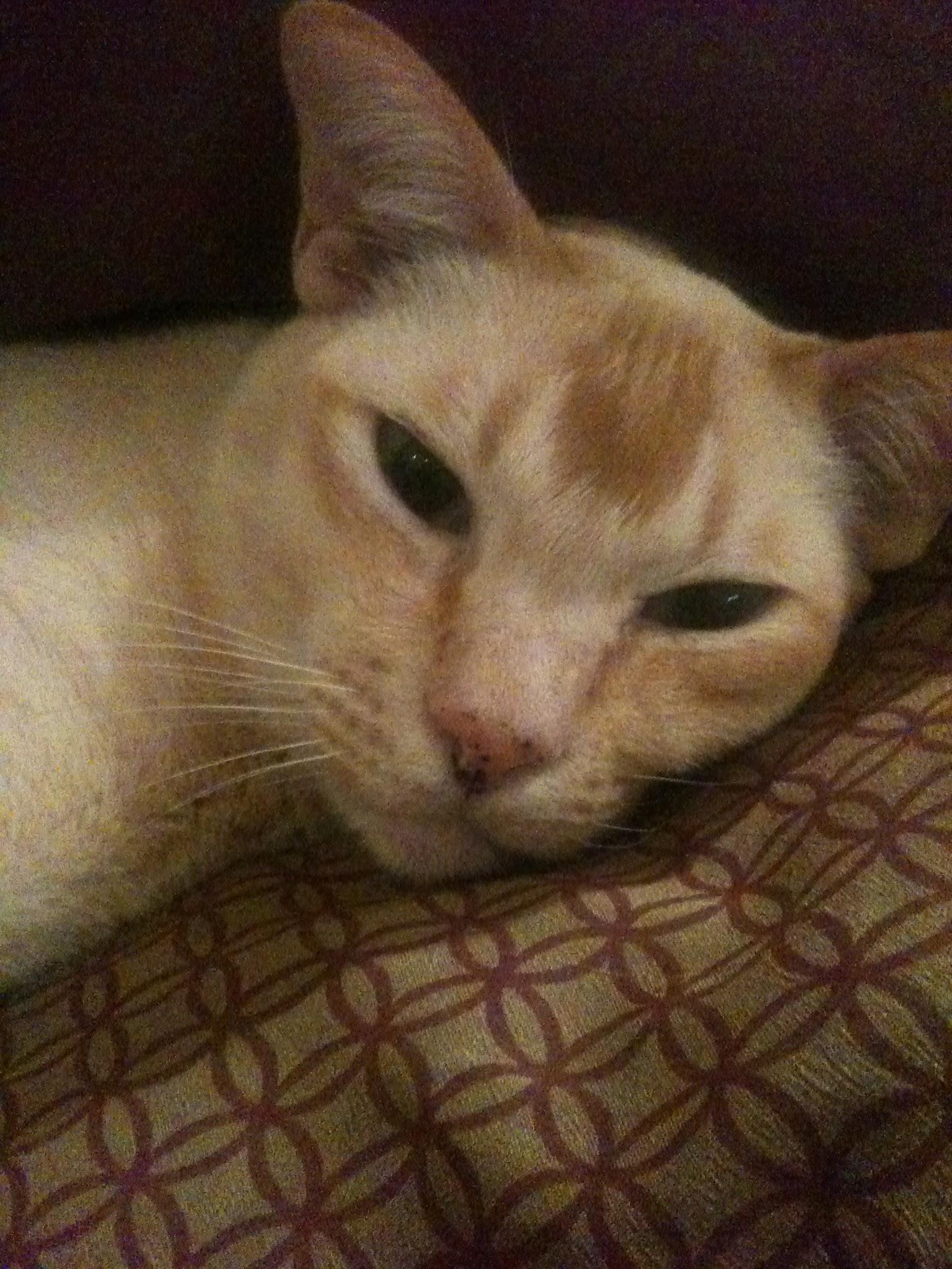 Images Pet People Vets - East Sheen