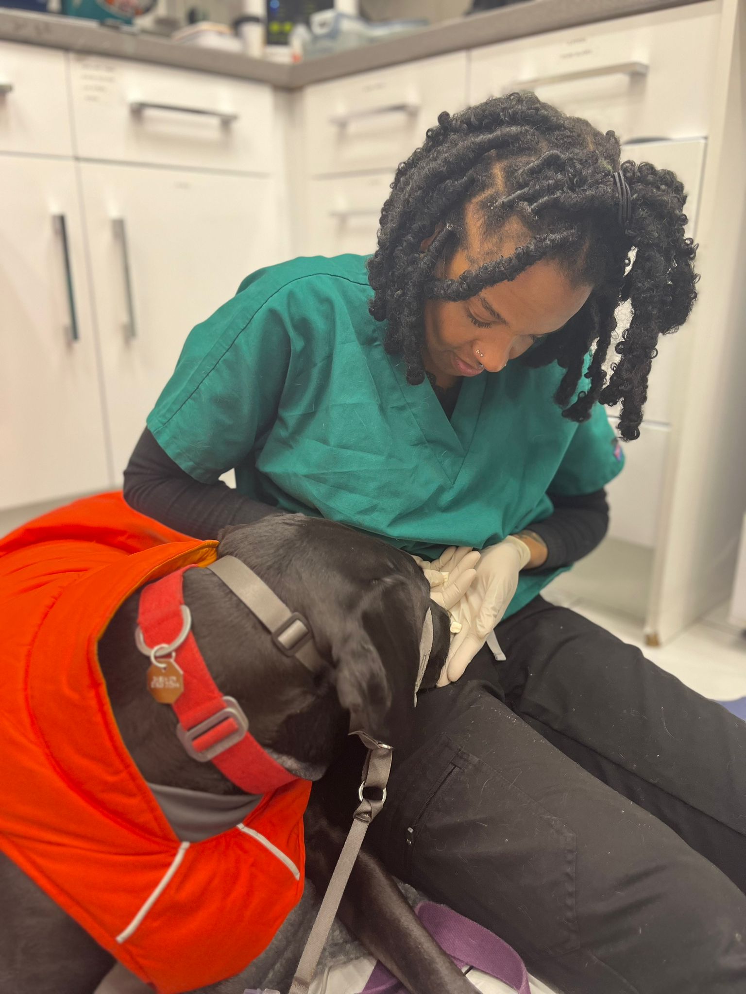 Images Streatham Hill Veterinary Surgery