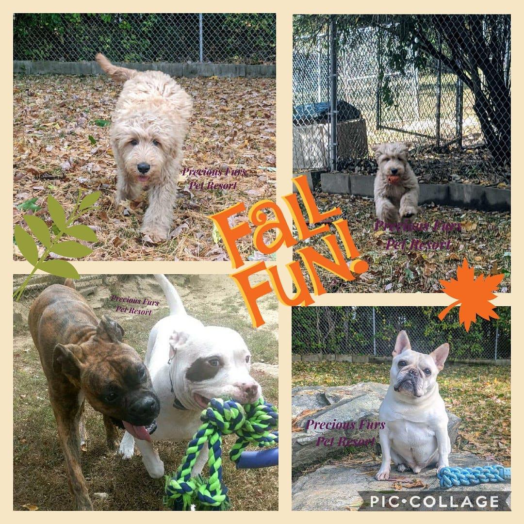 Precious Furs Pet Resort