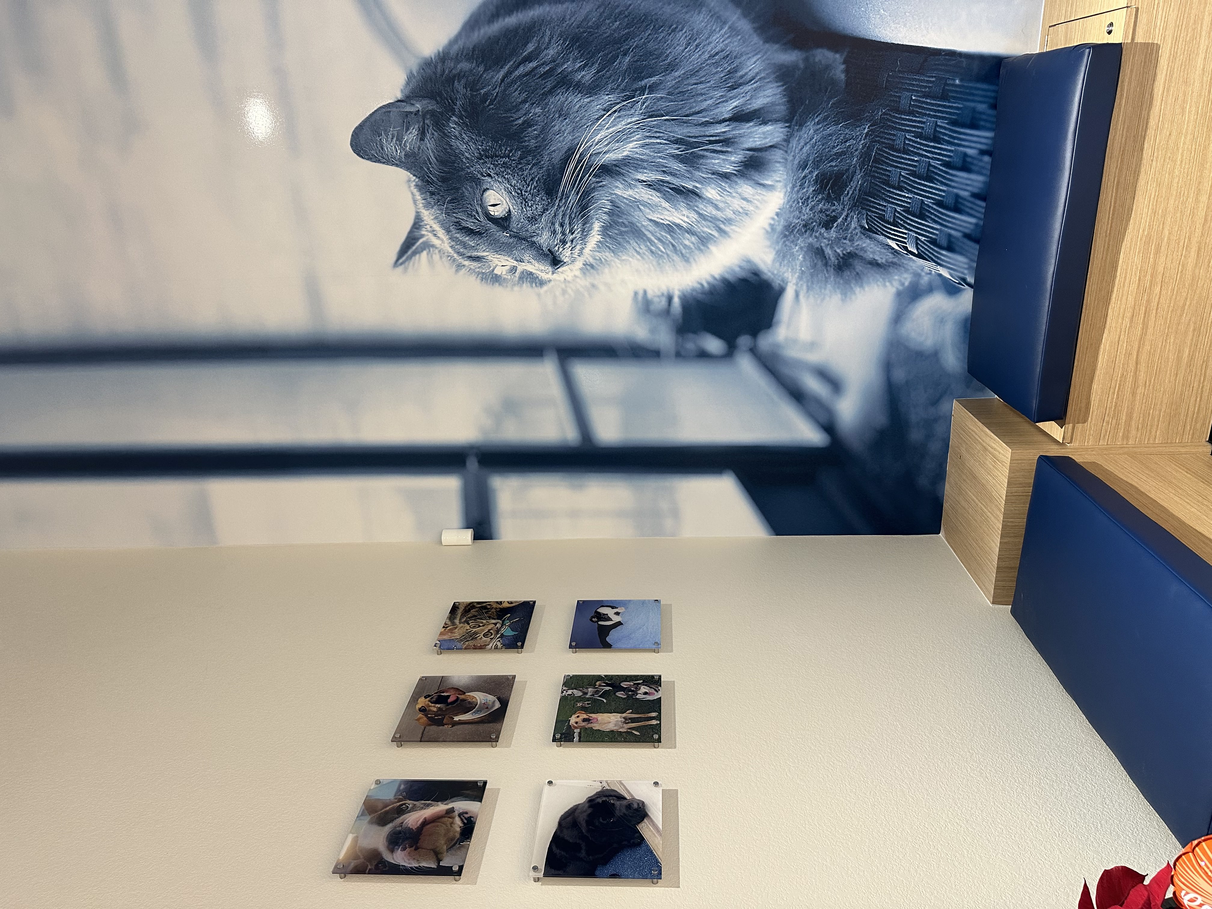 CityVet | Providence exam area