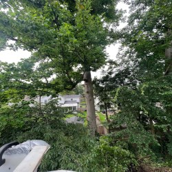 Images Down To Earth Tree Service
