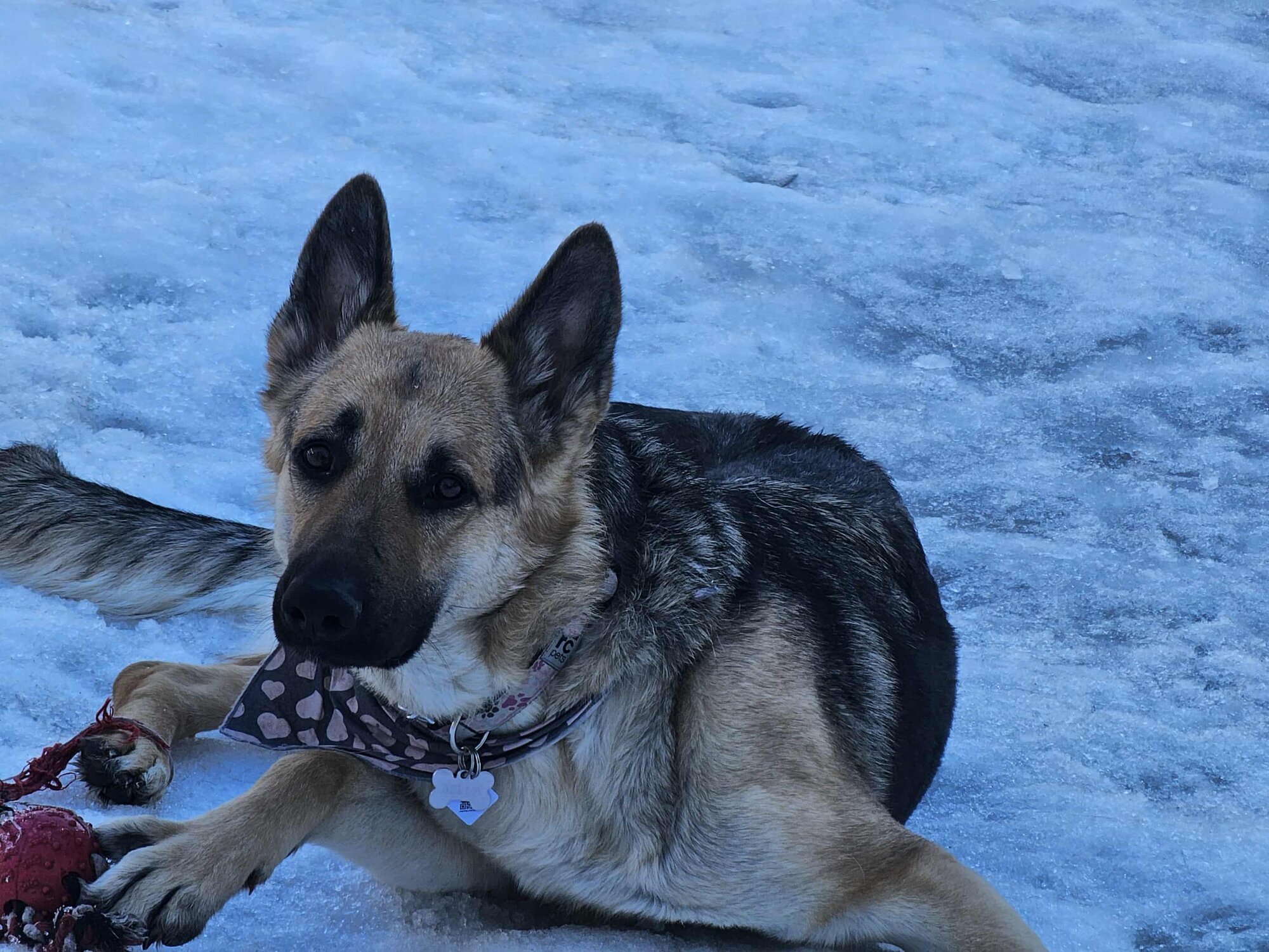 Images Elevage familiale berger allemand pumba et cie