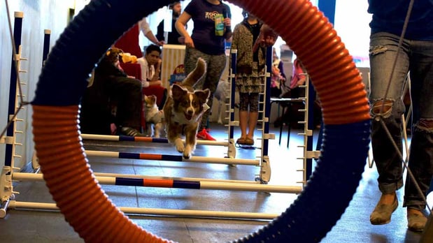 Images Zoom Room Dog Training - Littleton