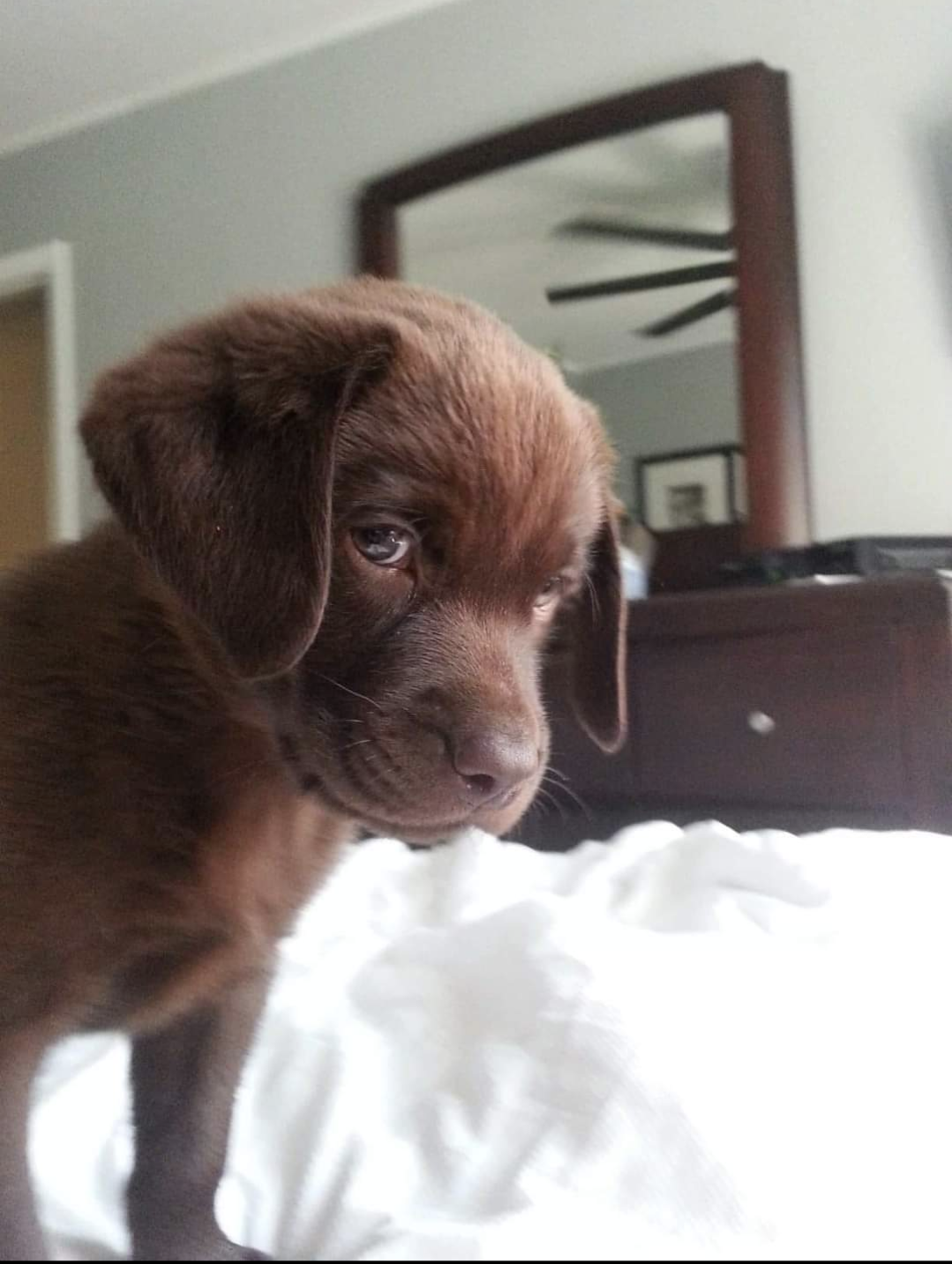 Norman as a puppy! How cute!