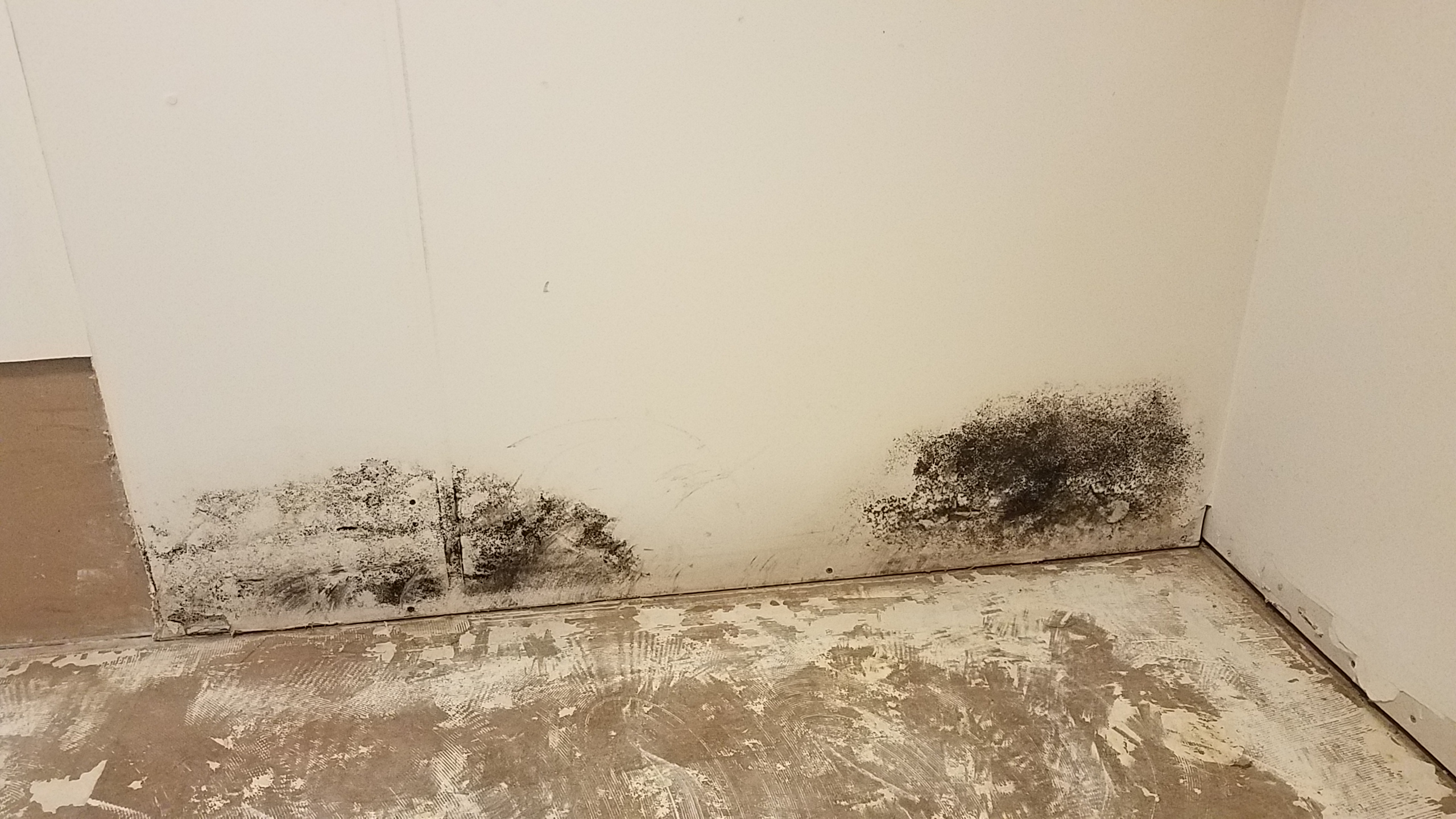 Got Mold?  We can help.  We can make your mold damage "Like it never even happened."