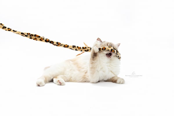 BC Tierfotografie