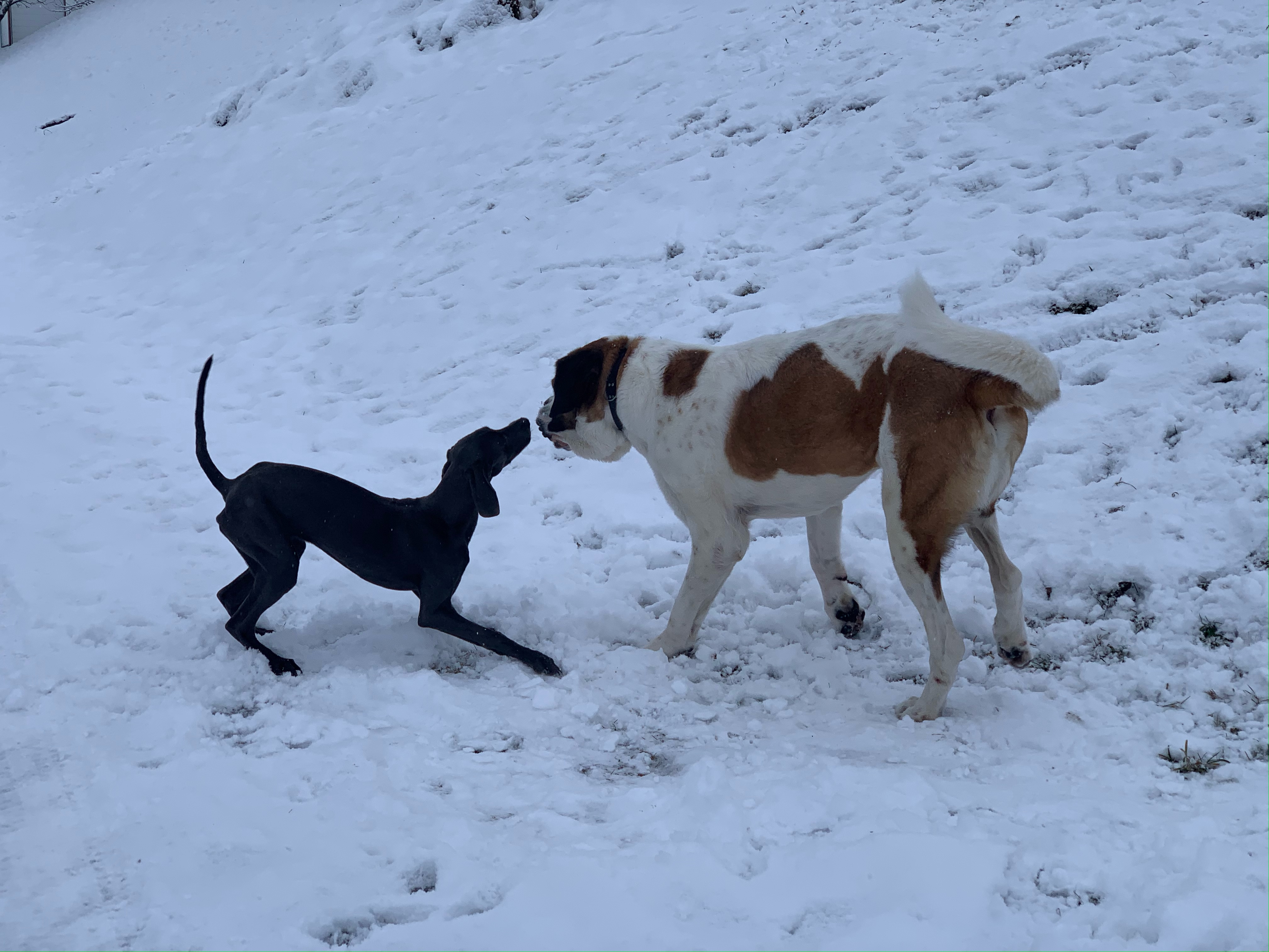 Mensch Hund Coaching / Hundetrainerin Katrin Hoffmann-Engel in Stauchitz - Logo