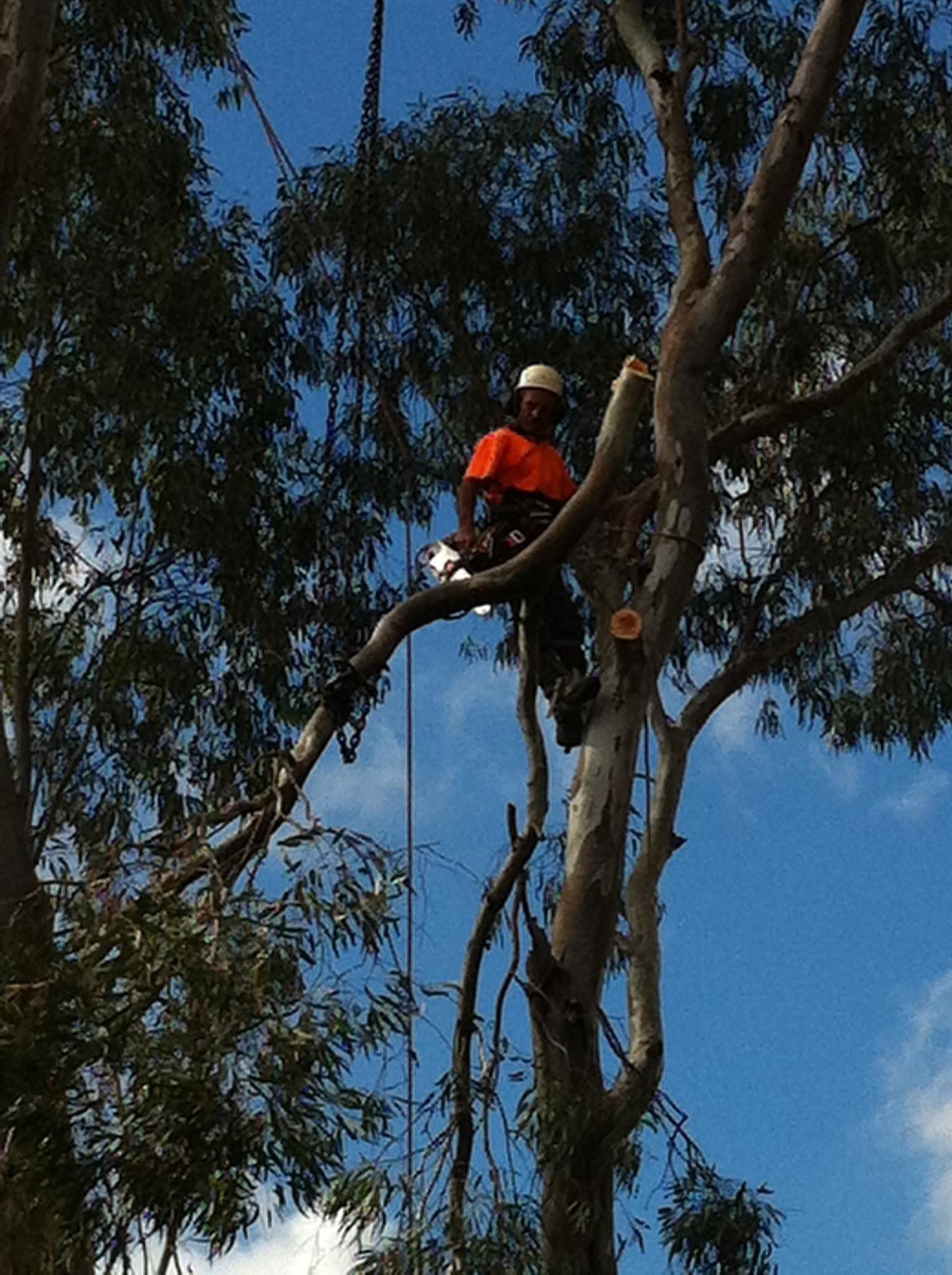 Images Above All Tree Services