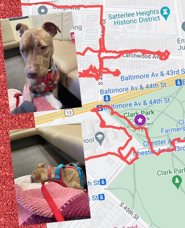 Images Professional Pet Trackers