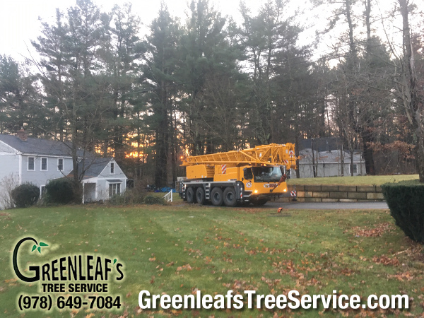 Greenleaf's Tree Service Photo