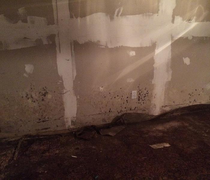 Dighton Family calls SERVPRO of Taunton/Mansfield for their Home's Mold Damage