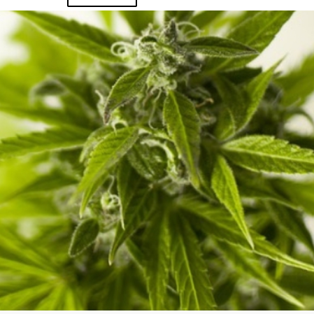 CBD Oil of Charlotte