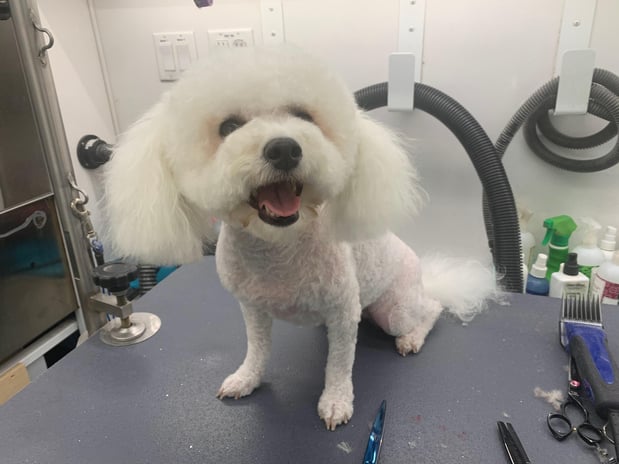 Images Pet, Rinse, Repeat Grooming, Mobile, Salon & Boarding