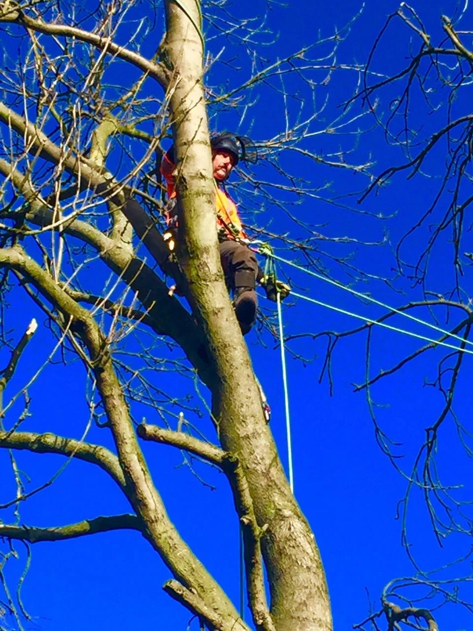 Images Poplar Tree Services Ltd