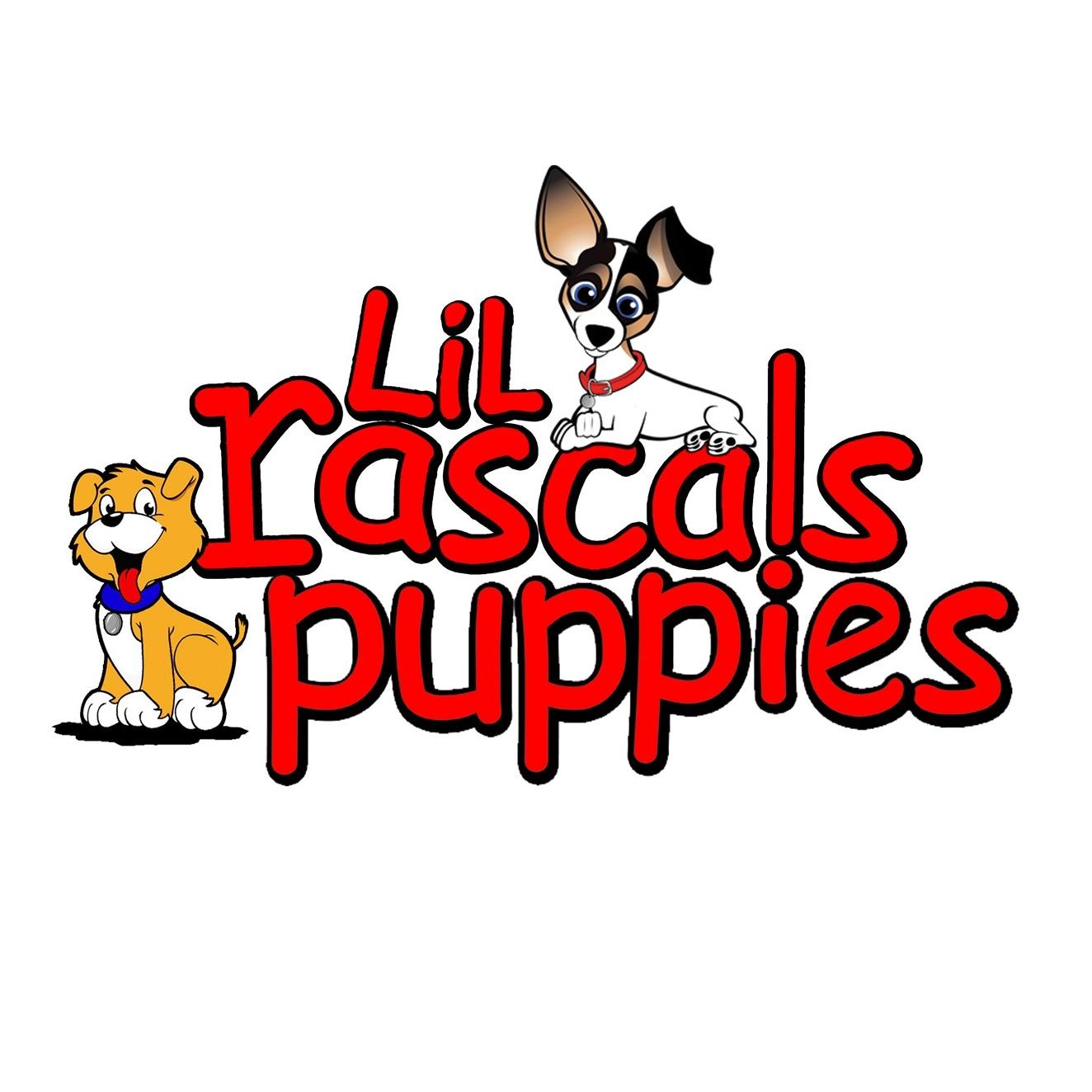 Lil Rascals Puppies