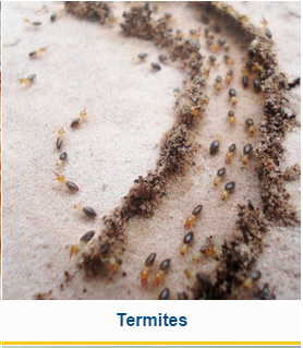 Termites? Call Legacy Pest Control in Salt Lake City, Utah.