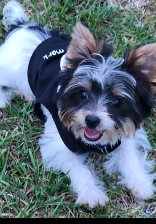 Images Bad, Beautiful & Bossy AKC Yorkies
