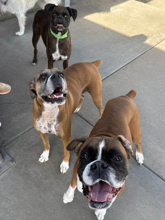 Images VCA Mountainview Animal Hospital & Pet Lodge