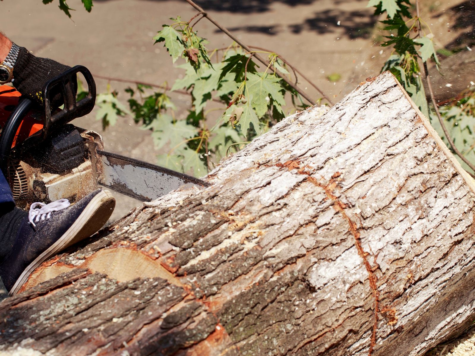 Luis Hernandez Tree Service