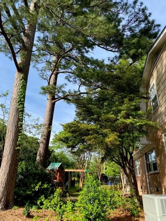 Images Tree Assault Tree Care