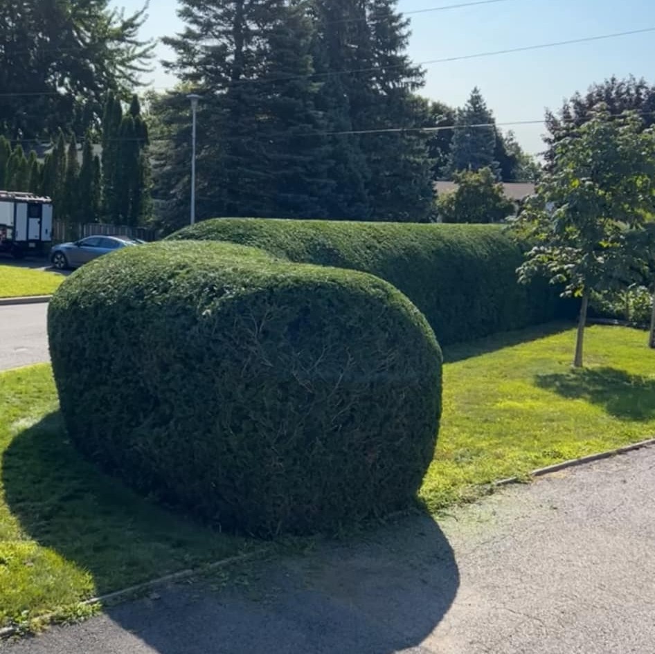 Images Taille de haie EB - Entretien de haie Saint-Hyacinthe