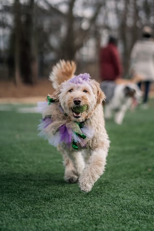 Images Crate Escapes Dog Park + Bar