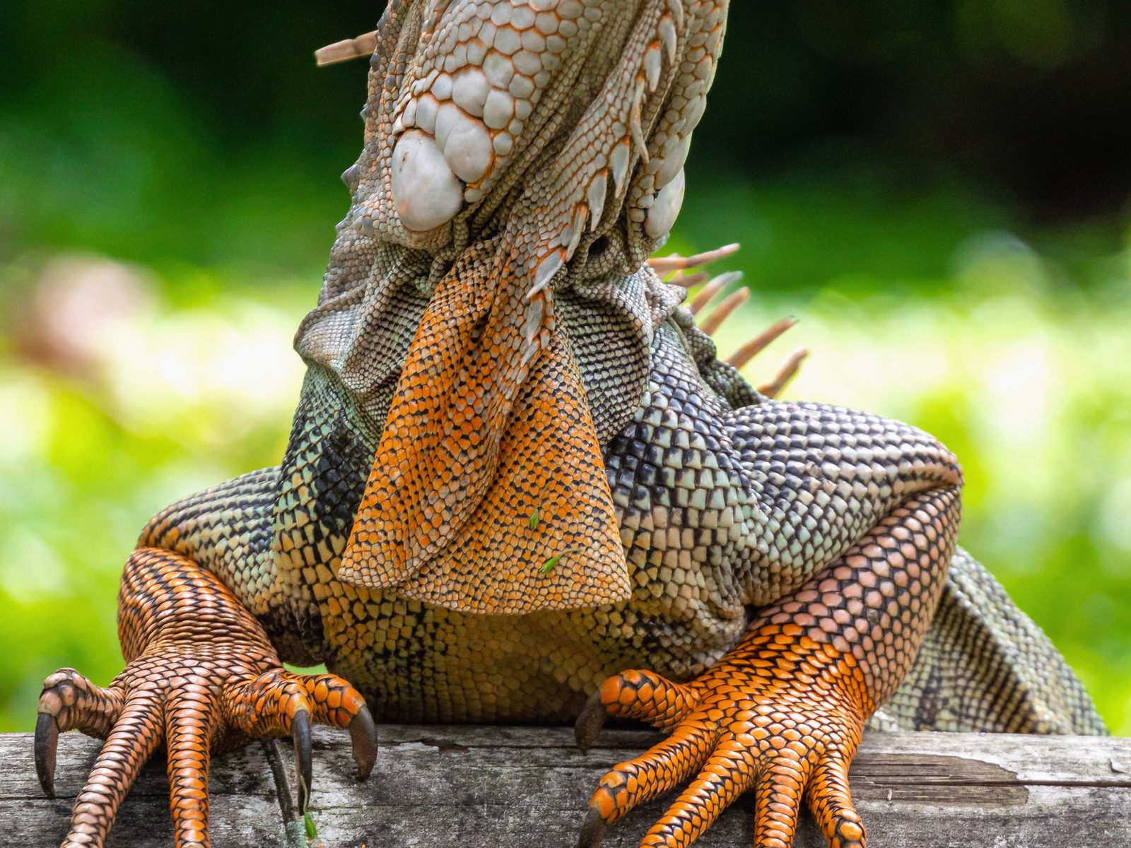 Professional Wildlife Removal Services