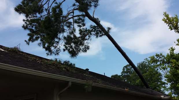 Images TNT Tree Service
