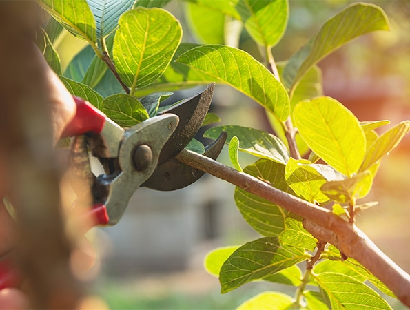 Images SunBlest Lawn Care