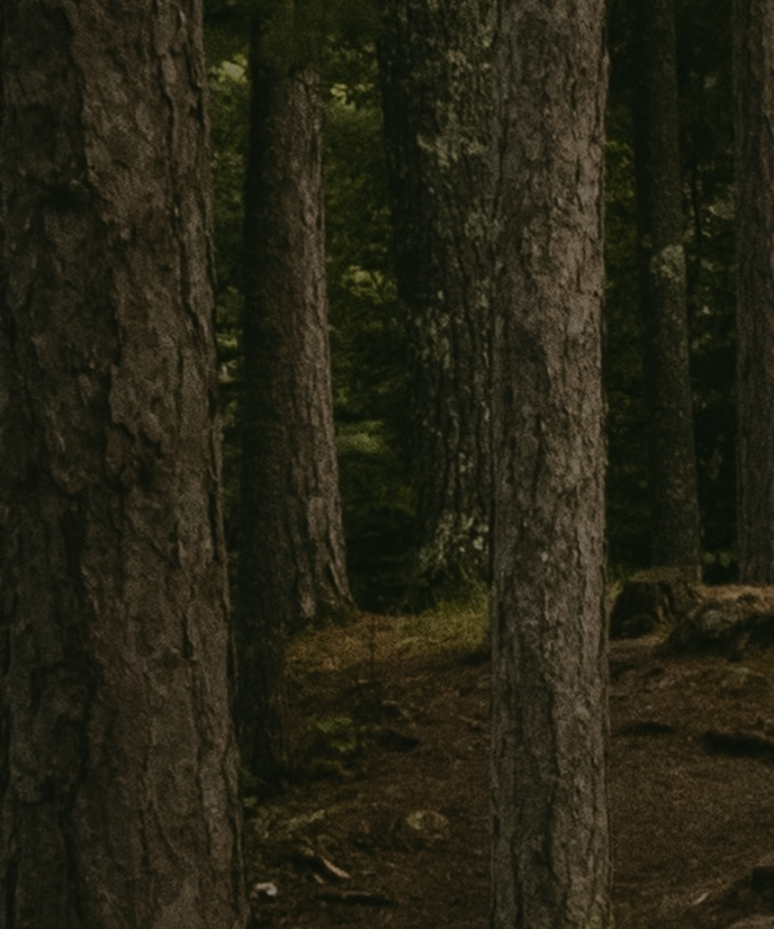 Steps leading through a forest.