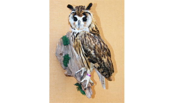 Bernhard Ramming Tierpräparationen, Zeltnerstr. 11 in Nürnberg