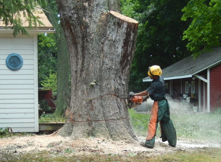 Images Affordable Tree Care