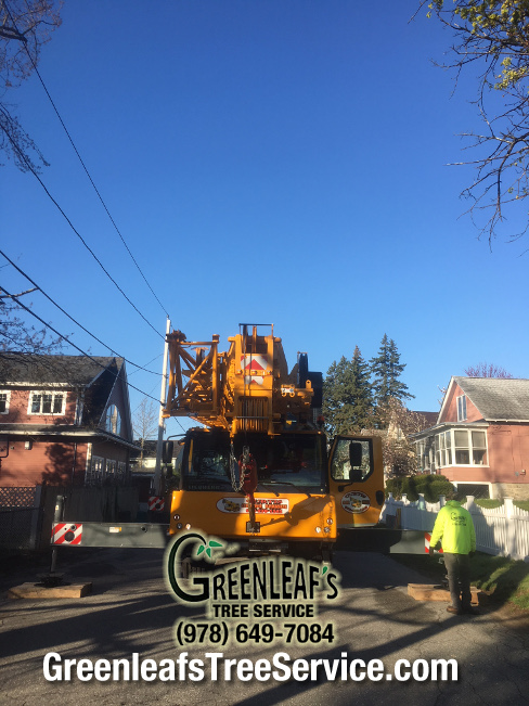 Greenleaf's Tree Service Photo