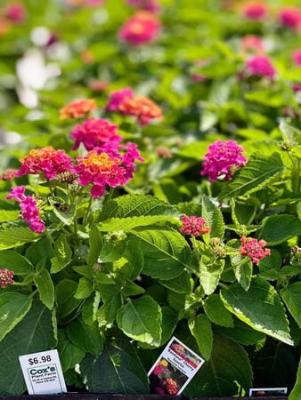 Images Cox's Plant Farm