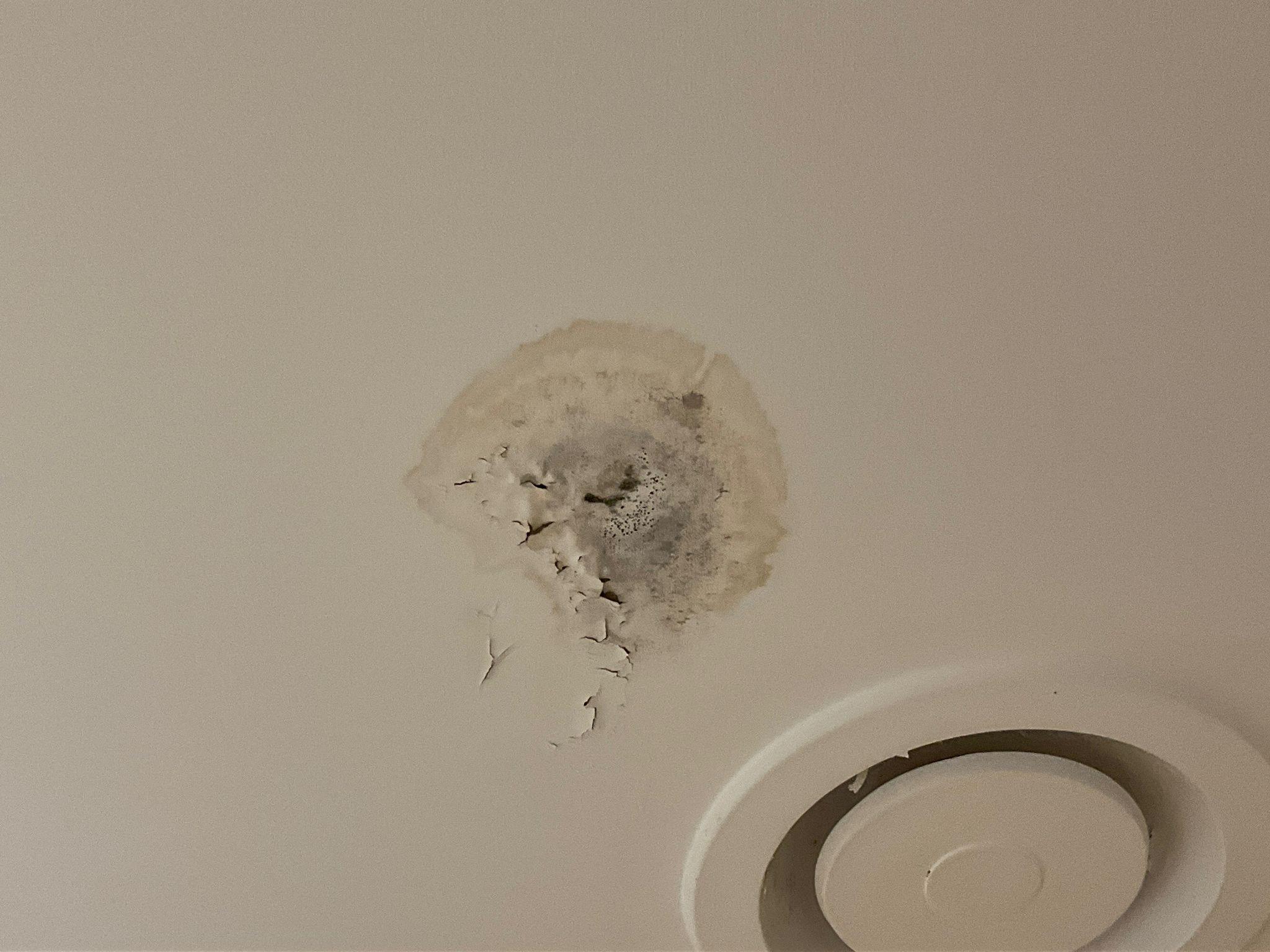 Images ACE Building and Pest Inspection