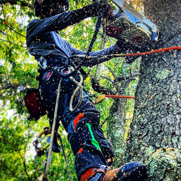 Images Triple T Tree Care