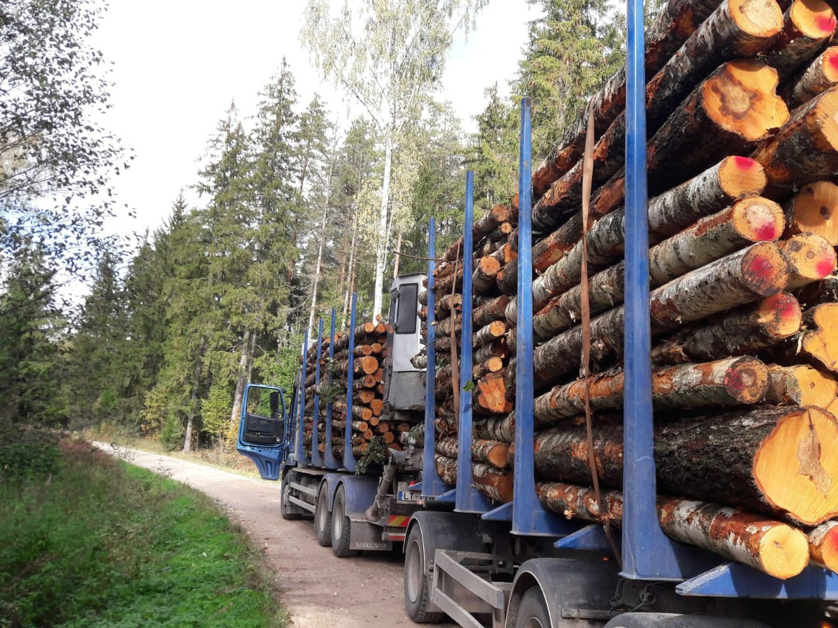 Mežmikeļi baļķvedējs droši pārvadā svaigi sagatavotus apaļkokus no cirsmas.