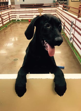 Images VCA Premier Animal Hospital and Pet Resort