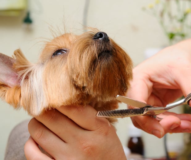 Images San Diego Grooming Academy