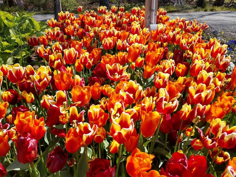 Images Echo Landscaping Inc