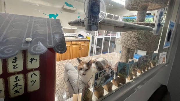 Images VCA Coast Animal Hospital